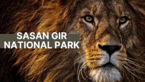 Sasan gir national park itinerary